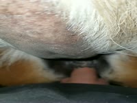 My sweet Mare gets my dick